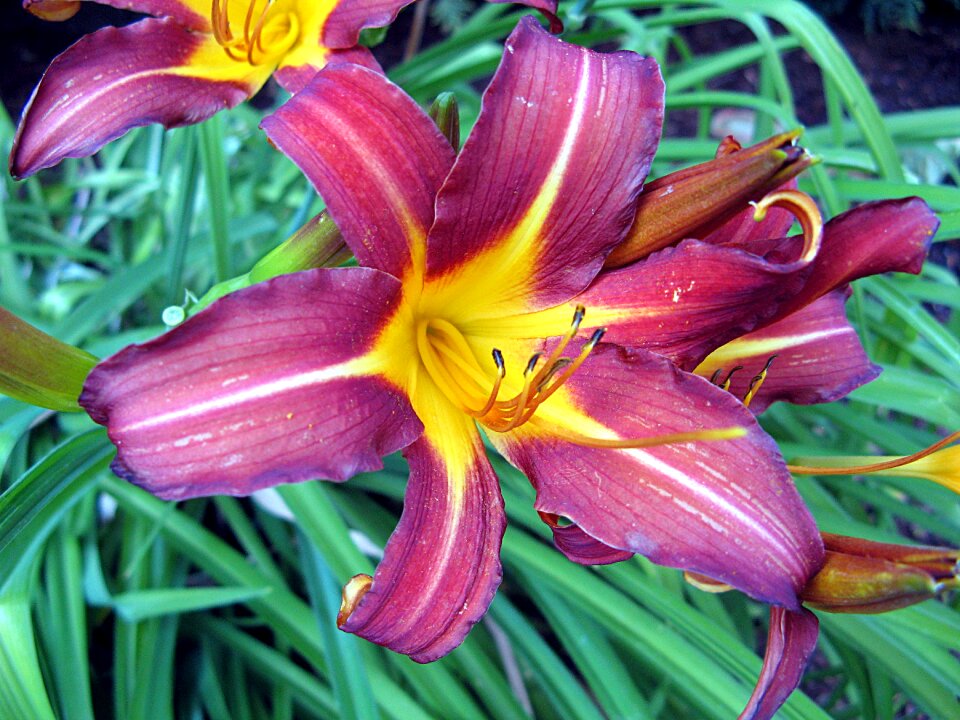 Purple flower plant