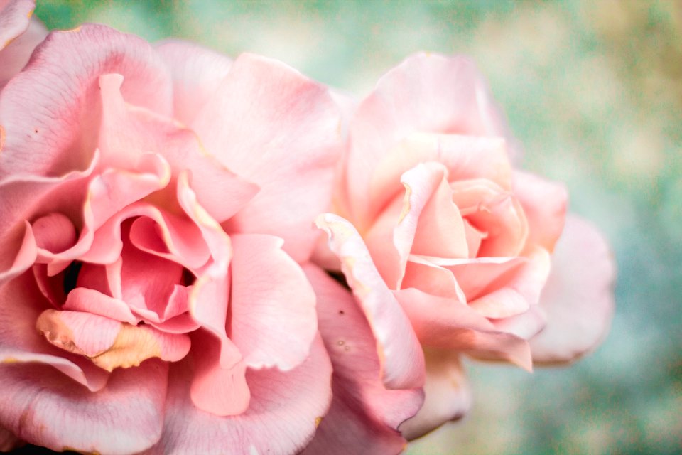 Garden, Flowers, Pink flower