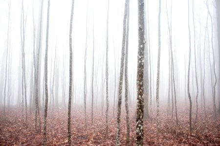 withered trees