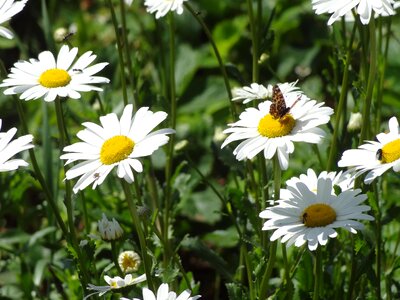 Lovely beautiful flowers