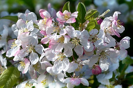 Apple blossom malus fruit tree photo