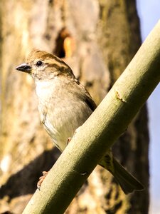 Bird songbird garden bird