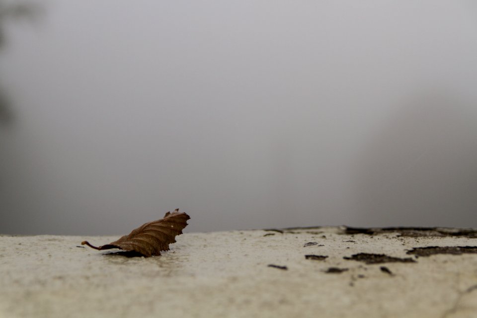 Bright, Leaf, Urban