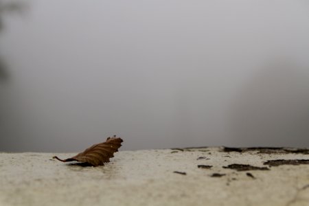 Bright, Leaf, Urban