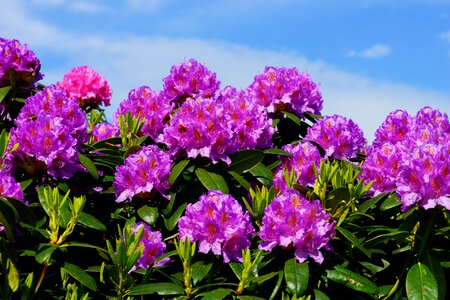 Frühlingsanfang rhododendron blossoms ornament photo