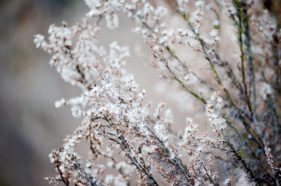 selective focus photography of white cluster flowers