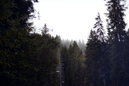 Misty forest, Winter, Forest