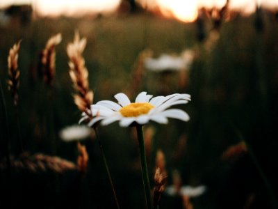 selective-focus photography of white Daisy flower photo