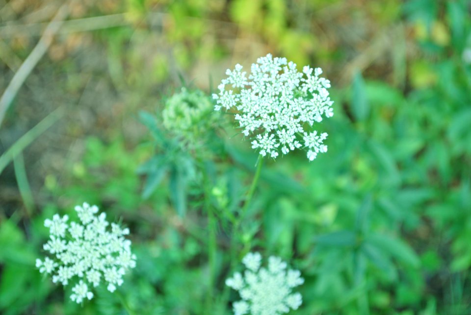 Green, Flowers, White