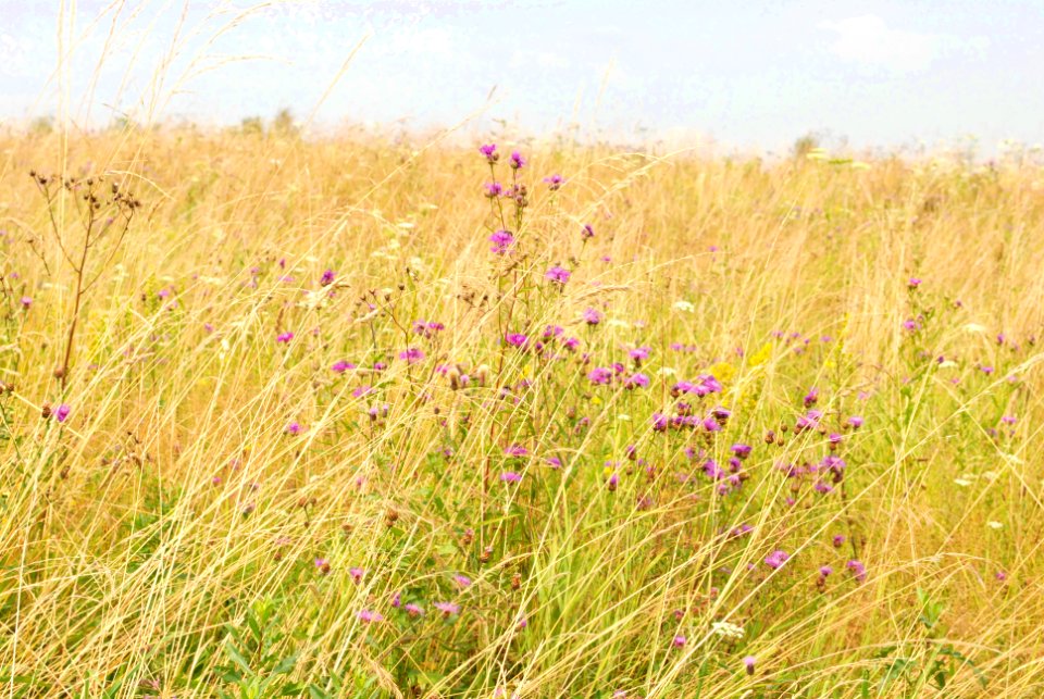 Meadow, Flowers