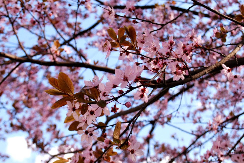Spring, Blue sky, Tree