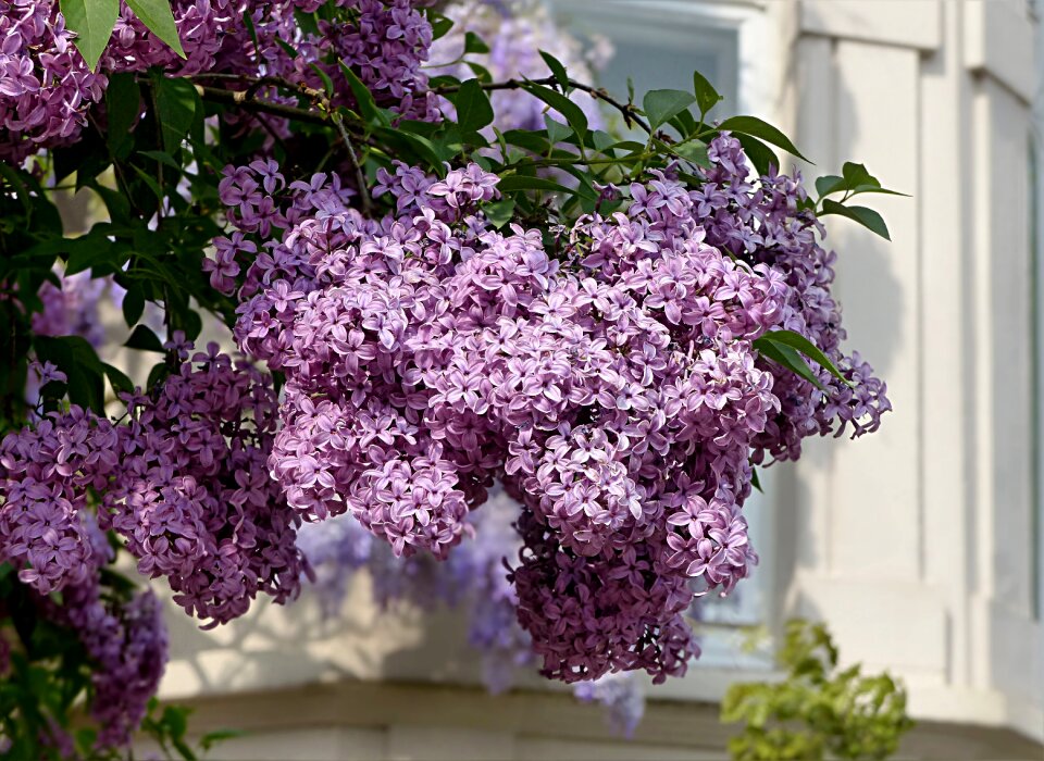 Syringa purple flower spring