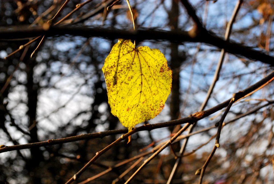 Autumn, Tree, Leaf