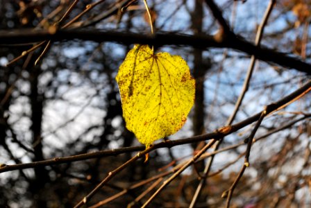 Autumn, Tree, Leaf