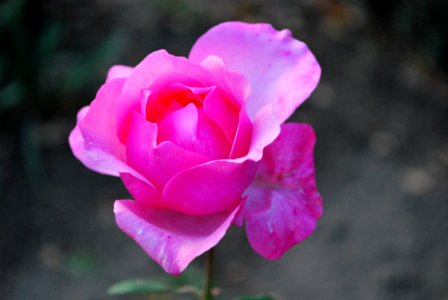 Rose, Flower