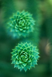selective focus photography of green succulent plant photo