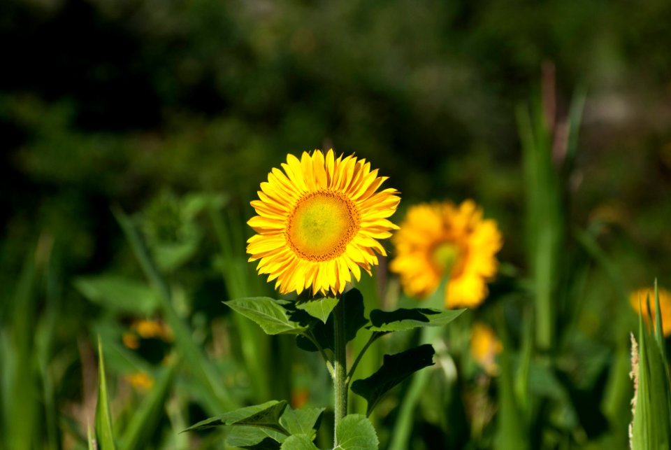 Tuscany, Italy, Sunflower