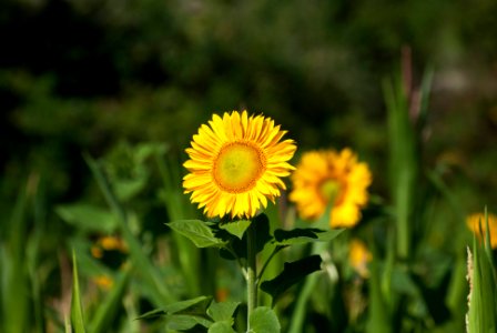 Tuscany, Italy, Sunflower photo