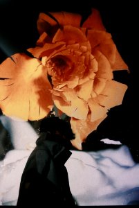 Chill, Model, Flower