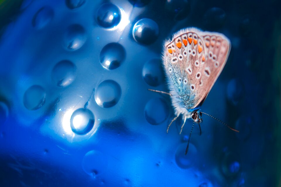 Butterfly blue insect