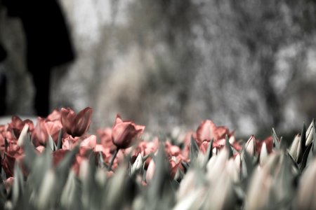 pink tulips grayscale photography