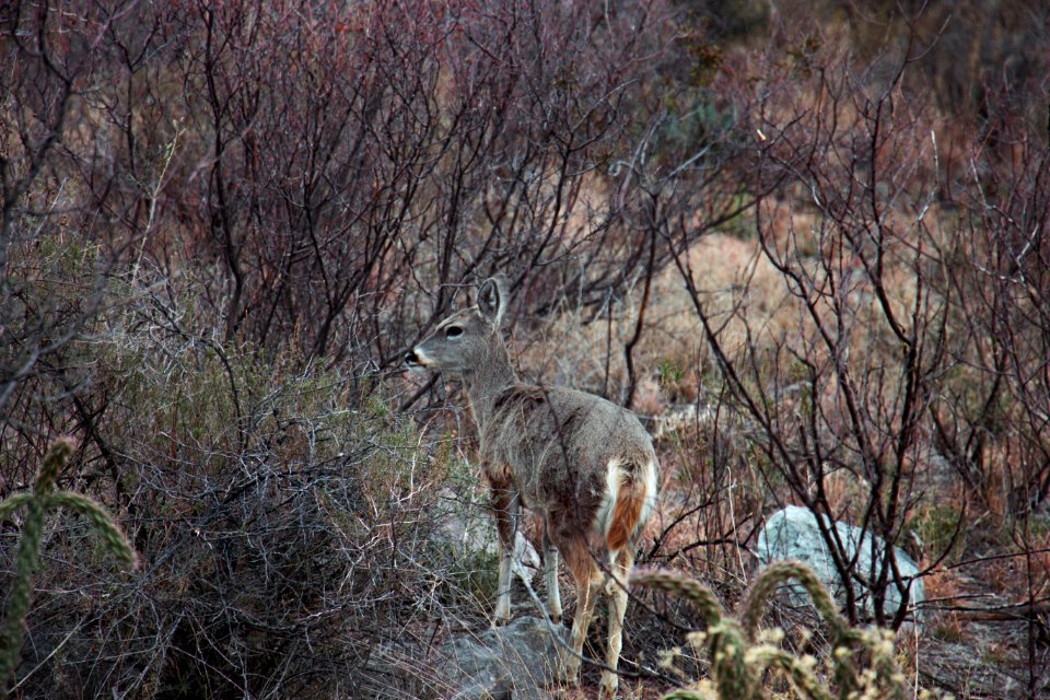 Big bend national park, United states
