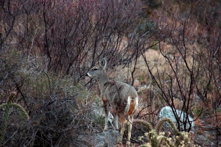 Big bend national park, United states