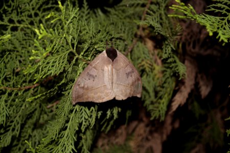 La vega, Colombia, Insect