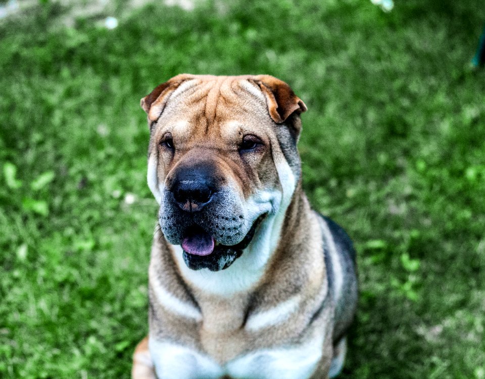 Shar pei, Portrait, Dog