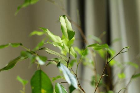Home, Decoration, Tree