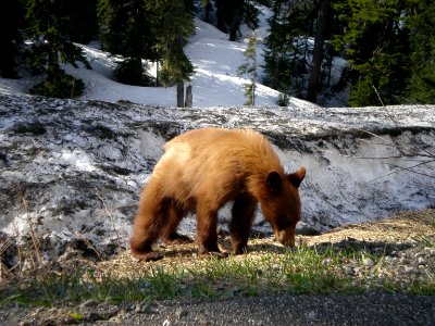 Spring, Black bear, Snow photo