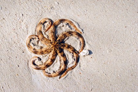 aerial photography of brown and black octopus on sands