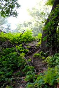 Forest, Tree
