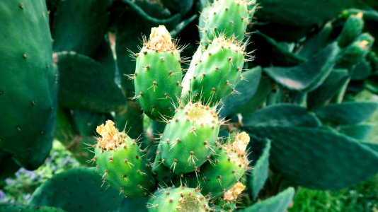 green cactus plant photo