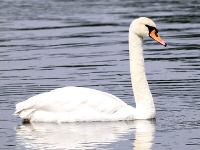 Water bird nature animal