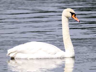 Water bird nature animal photo