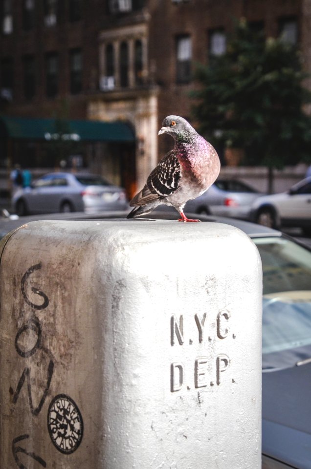 brown bird on gray slab