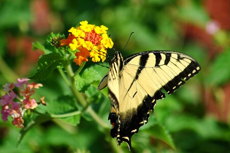 Tiger insect papilio photo