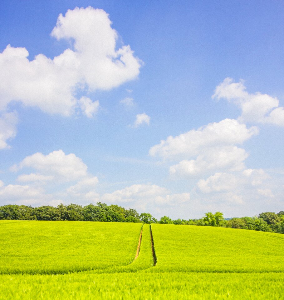 Spring germany barley