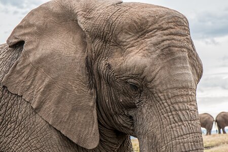 African endangered huge photo