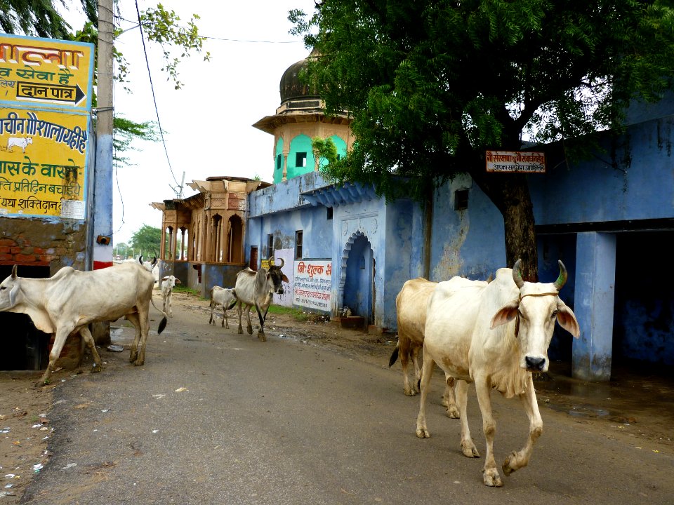 India, Govardhan, Holy