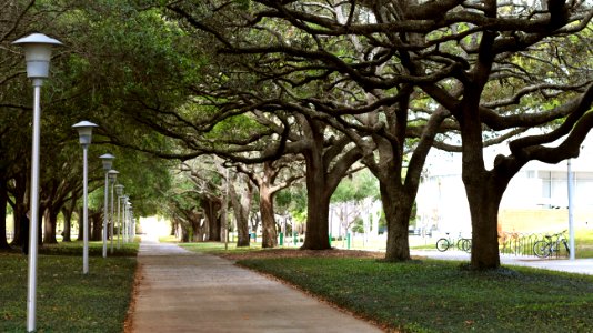 University, United states, Green