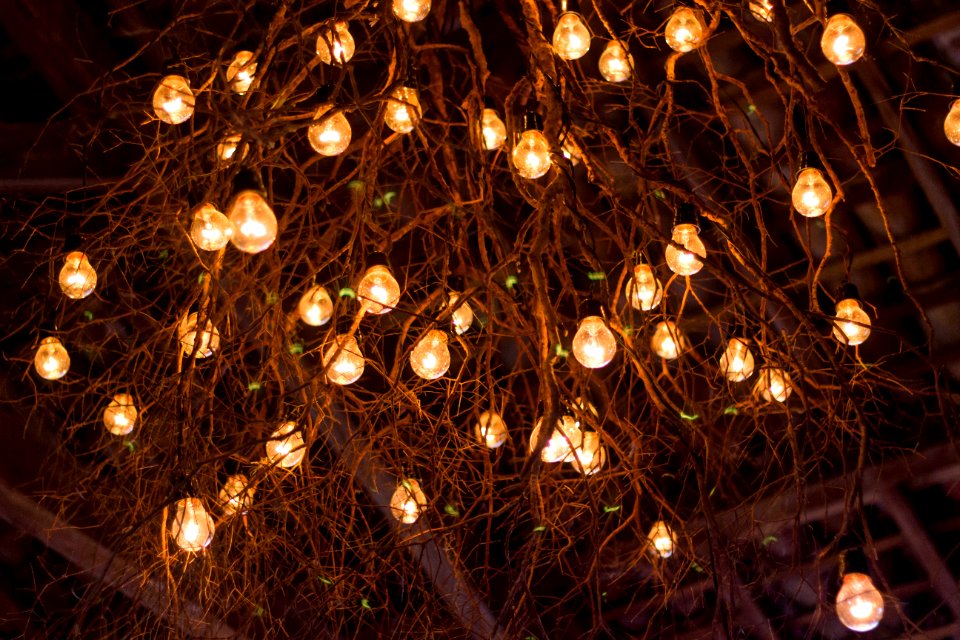 Night, Tree, Light