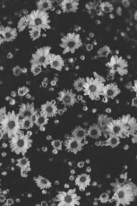 Background, Black  white, Flower