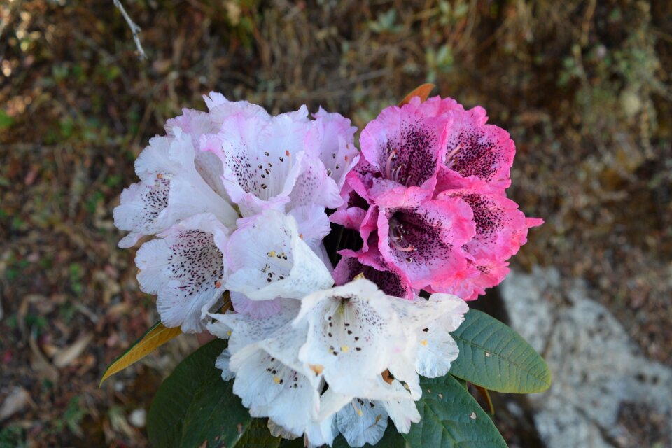 Flower flora blooming