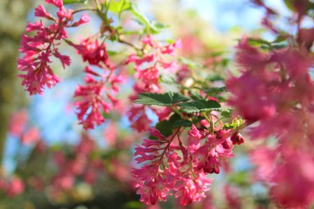 Bright, Pink, Spring photo