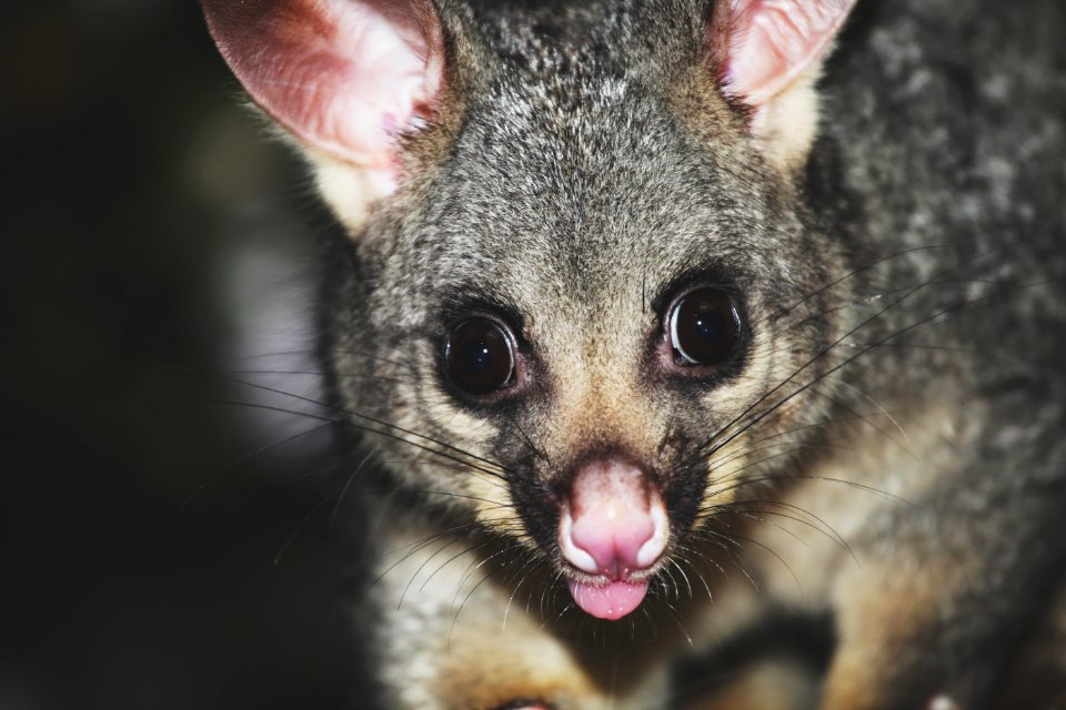 Australia, Lilyfield, Fauna