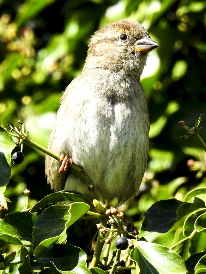 Bird songbird garden bird