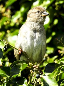 Bird songbird garden bird