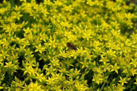 Flowers, Bee